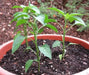 Chile de Arbol, Red Hot Chili Pepper Seeds ,capsicum annuum - Caribbean garden seed