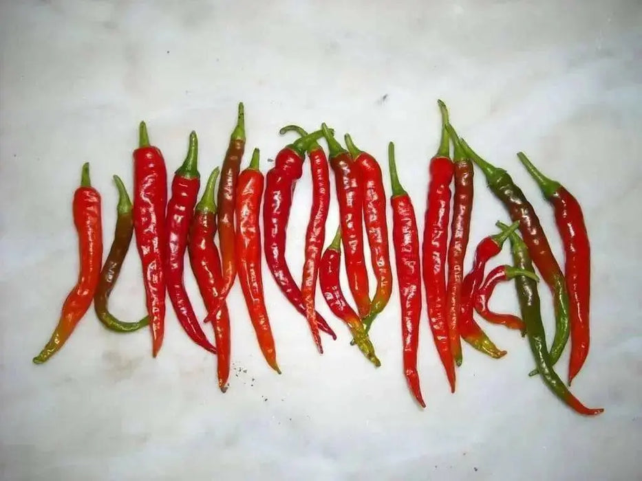 Chile de Arbol, Red Hot Chili Pepper Seeds ,capsicum annuum - Caribbean garden seed