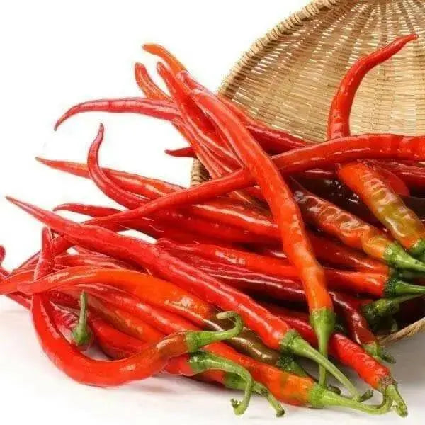 Chile de Arbol, Red Hot Chili Pepper Seeds ,capsicum annuum - Caribbean garden seed