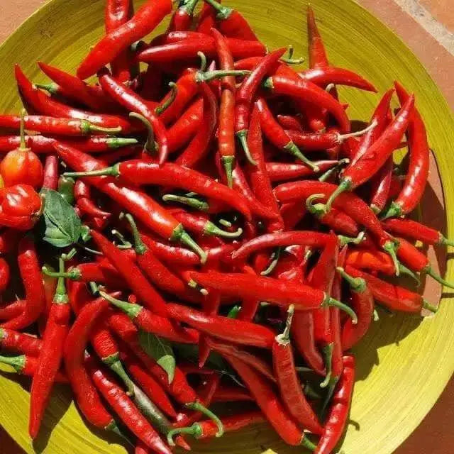 Chile de Arbol, Red Hot Chili Pepper Seeds ,capsicum annuum - Caribbean garden seed