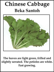 Chinese Cabbage"Beka Santoh" Asian Vegetable, - Caribbean garden seed