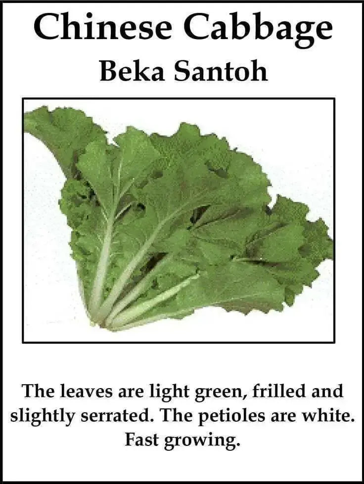 Chinese Cabbage"Beka Santoh" Asian Vegetable, - Caribbean garden seed