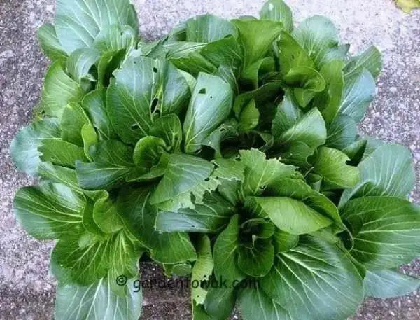Chinese Cabbage"Beka Santoh" Asian Vegetable, - Caribbean garden seed