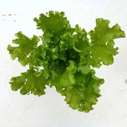 Chinese Cabbage"Beka Santoh" Asian Vegetable, - Caribbean garden seed