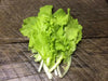Chinese Cabbage"Beka Santoh" Asian Vegetable, - Caribbean garden seed