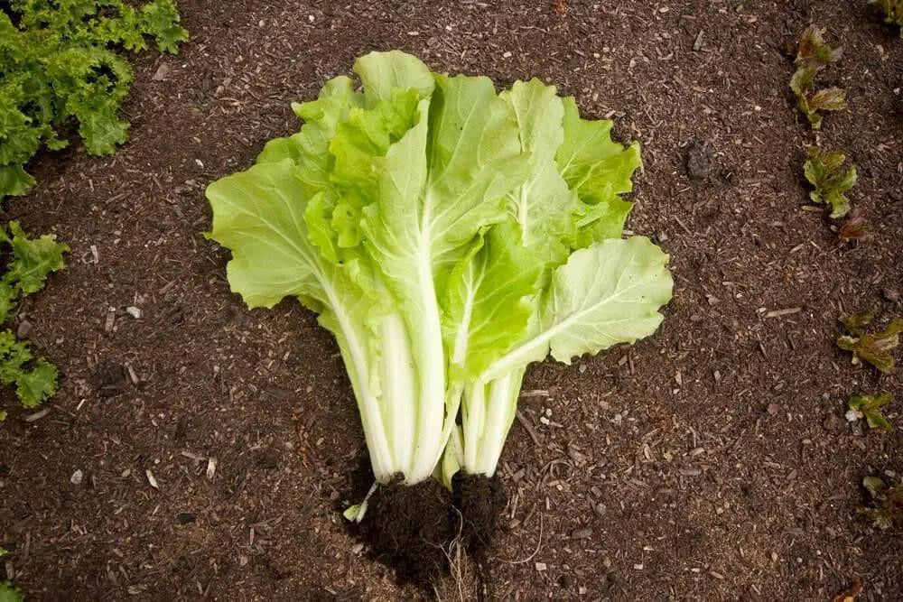 Chinese cabbages SEEDS.Tokyo Bekana, Asian Vegetable - Caribbean garden seed