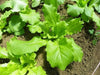 Chinese cabbages SEEDS.Tokyo Bekana, Asian Vegetable - Caribbean garden seed