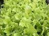 Chinese cabbages SEEDS.Tokyo Bekana, Asian Vegetable - Caribbean garden seed