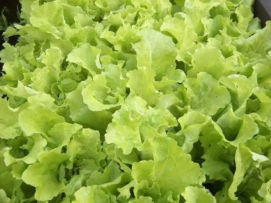 Chinese cabbages SEEDS.Tokyo Bekana, Asian Vegetable - Caribbean garden seed