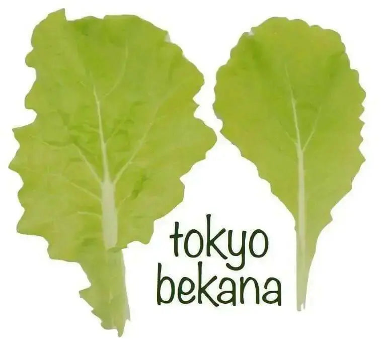 Chinese cabbages SEEDS.Tokyo Bekana, Asian Vegetable - Caribbean garden seed