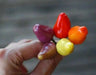 Chinese FIVE COLOR PEPPER ornamental and edible, Aisian Vegetable - Caribbean garden seed