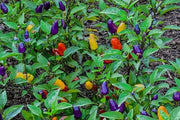 Chinese FIVE COLOR PEPPER ornamental and edible, Aisian Vegetable - Caribbean garden seed