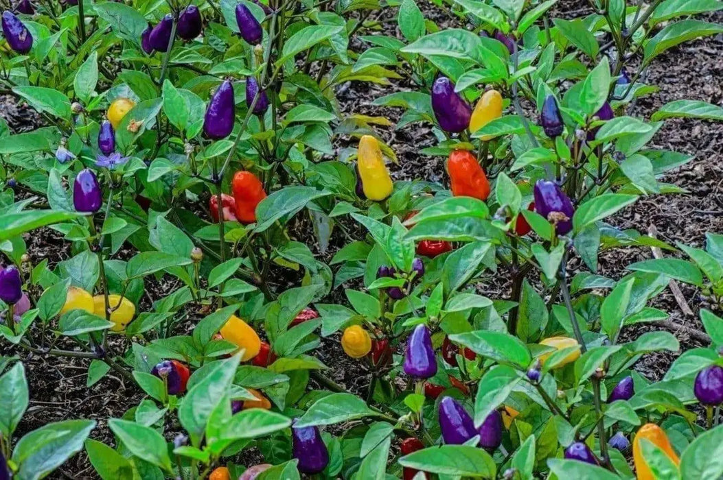 Chinese FIVE COLOR PEPPER ornamental and edible, Aisian Vegetable - Caribbean garden seed