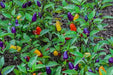 Chinese FIVE COLOR PEPPER ornamental and edible, Aisian Vegetable - Caribbean garden seed