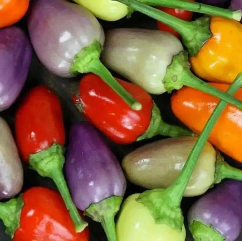 Chinese FIVE COLOR PEPPER ornamental and edible, Aisian Vegetable - Caribbean garden seed
