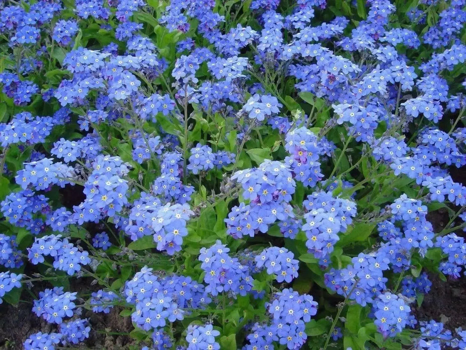 Chinese Forget Me NotFLOWERS SEED, ANNUAL GROUNDCOVER - Caribbean garden seed