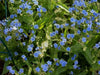Chinese Forget Me NotFLOWERS SEED, ANNUAL GROUNDCOVER - Caribbean garden seed