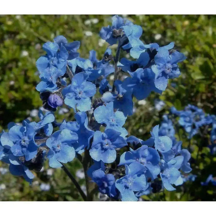 Chinese Forget Me NotFLOWERS SEED, ANNUAL GROUNDCOVER - Caribbean garden seed