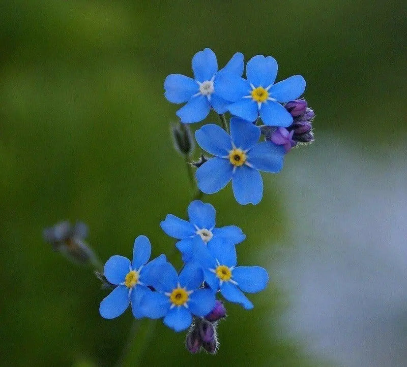 Chinese Forget Me NotFLOWERS SEED, ANNUAL GROUNDCOVER - Caribbean garden seed