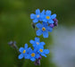 Chinese Forget Me NotFLOWERS SEED, ANNUAL GROUNDCOVER - Caribbean garden seed