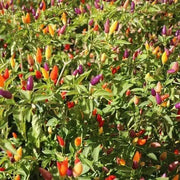 Chinese Ornamental Pepper Seeds (Capsicum annuum ) Edible - Caribbean garden seed