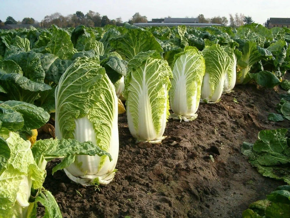 CHINESE CABBAGE"AICHI" AKA "Michihili Cabbage" Asian Vegetable - Caribbean garden seed