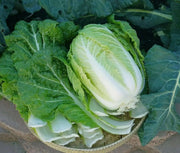 CHINESE CABBAGE"AICHI" AKA "Michihili Cabbage" Asian Vegetable - Caribbean garden seed