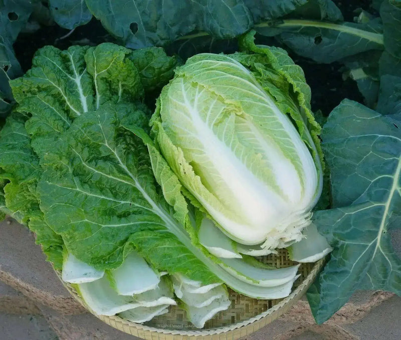 CHINESE CABBAGE"AICHI" AKA "Michihili Cabbage" Asian Vegetable - Caribbean garden seed