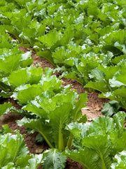 CHINESE CABBAGE"AICHI" AKA "Michihili Cabbage" Asian Vegetable - Caribbean garden seed
