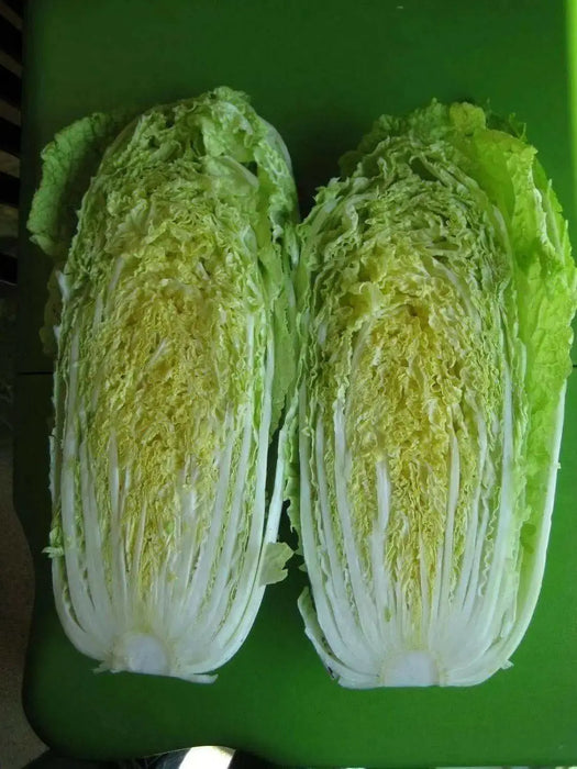 CHINESE CABBAGE"AICHI" AKA "Michihili Cabbage" Asian Vegetable - Caribbean garden seed