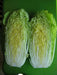 CHINESE CABBAGE"AICHI" AKA "Michihili Cabbage" Asian Vegetable - Caribbean garden seed