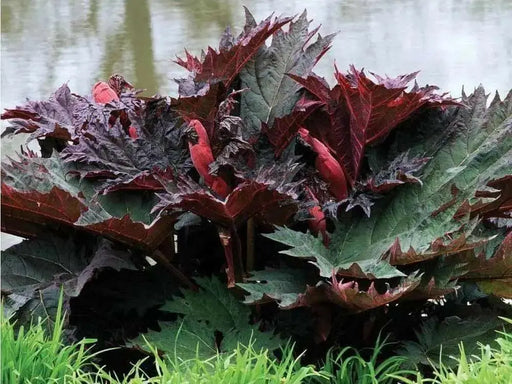 CHINESE RHUBARB (Rheum palmatum) a.K.a Ornamental Rhubarb - Caribbean garden seed