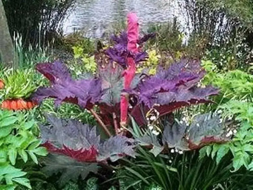 CHINESE RHUBARB (Rheum palmatum) a.K.a Ornamental Rhubarb - Caribbean garden seed