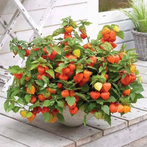 Chinese Lantern Seeds , PERENNIAL FLOWERS - Caribbean garden seed