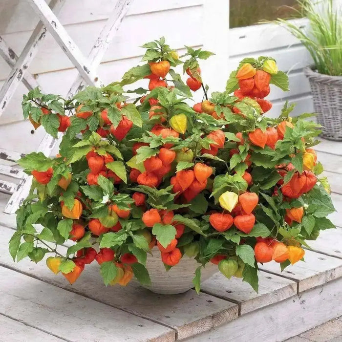Chinese Lantern Seeds , PERENNIAL FLOWERS - Caribbean garden seed