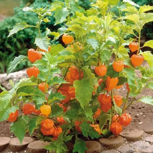 Chinese Lantern Seeds , PERENNIAL FLOWERS - Caribbean garden seed