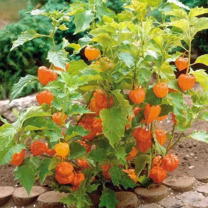 Chinese Lantern Seeds , PERENNIAL FLOWERS - Caribbean garden seed