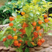 Chinese Lantern Seeds , PERENNIAL FLOWERS - Caribbean garden seed