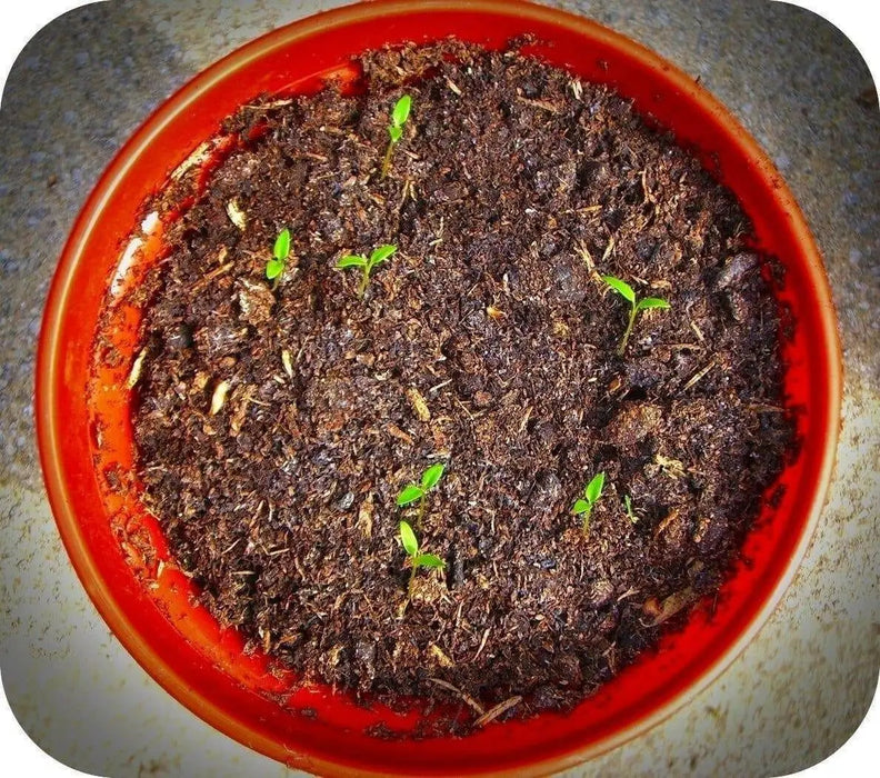 Chinese Lantern Seeds , PERENNIAL FLOWERS - Caribbean garden seed