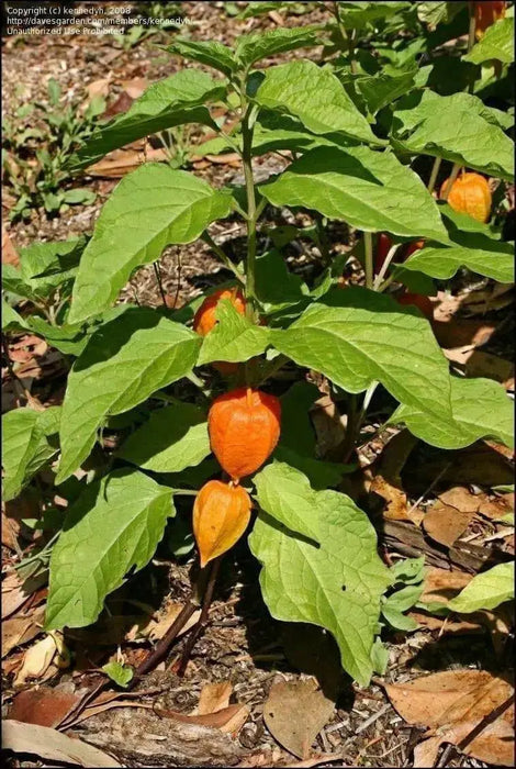 Chinese Lantern Seeds , PERENNIAL FLOWERS - Caribbean garden seed