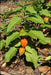 Chinese Lantern Seeds , PERENNIAL FLOWERS - Caribbean garden seed