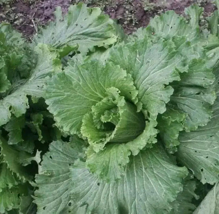 Chinese Mustard SEEDS ,Kekkyu Takana - . Asian Vegetable - Caribbean garden seed