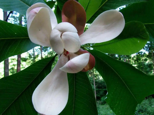 Chinese Magnolia , vine Seeds, - Caribbean garden seed
