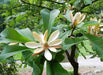 Chinese Magnolia , vine Seeds, - Caribbean garden seed