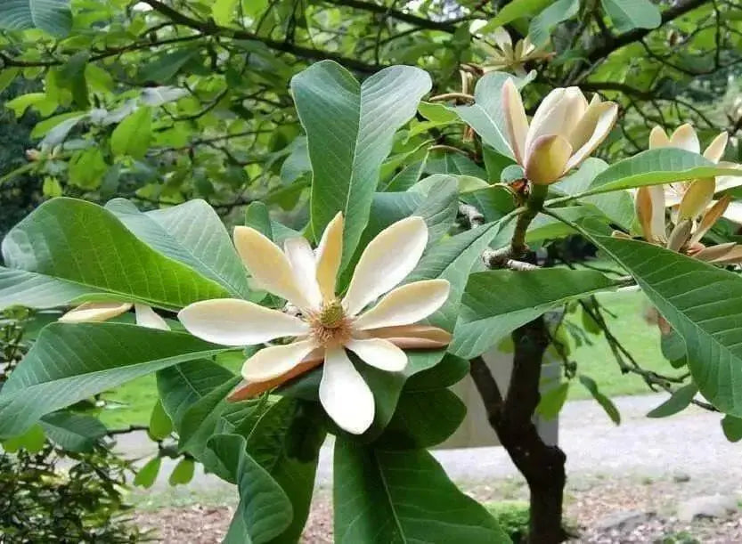 Chinese Magnolia , vine Seeds, - Caribbean garden seed