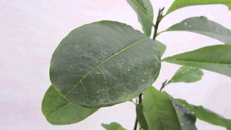 Chinese Magnolia , vine Seeds, - Caribbean garden seed