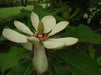 Chinese Magnolia , vine Seeds, - Caribbean garden seed