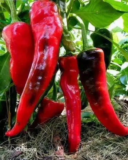 CHIMAYO PEPPER SEEDS ,Capsicum annuum - Caribbean garden seed