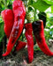CHIMAYO PEPPER SEEDS ,Capsicum annuum - Caribbean garden seed