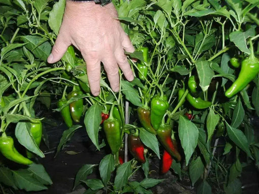CHIMAYO PEPPER SEEDS ,Capsicum annuum - Caribbean garden seed